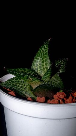 Isolated Haworthia on dark background. Potted Haworthia with beautiful patternの写真素材