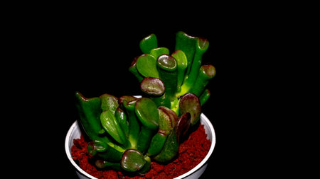 Isolated Crassula gollum on dark background. Potted Crassula gollum jade in detailの写真素材
