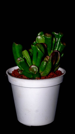 Isolated Crassula plant on black background. Clump of succulent plant with lush green foliagesの写真素材