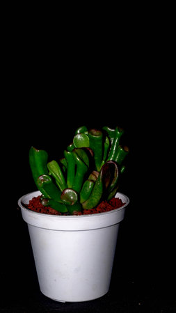 Isolated Crassula gollum on dark background. Potted Crassula gollum jade in detailの写真素材