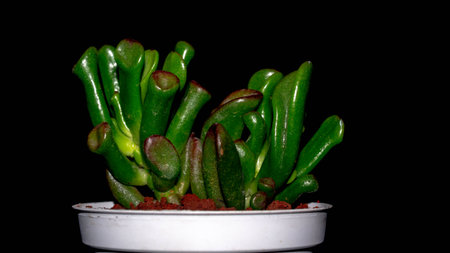 Isolated Crassula gollum on dark background. Potted Crassula gollum jade in detailの写真素材