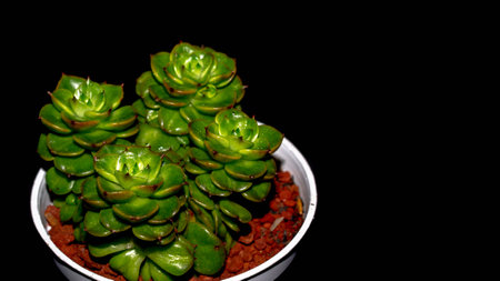 Isolated Crassula plant on black background. Clump of succulent plant with lush green foliagesの写真素材