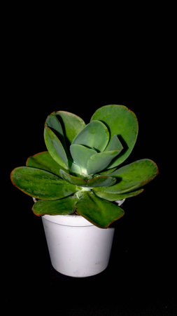 Isolated green succulent with wide leaves on black background. Potted Kalanchoe with lush green leavesの写真素材