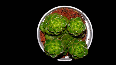 Isolated Crassula plant on black background. Clump of succulent plant with lush green foliagesの写真素材