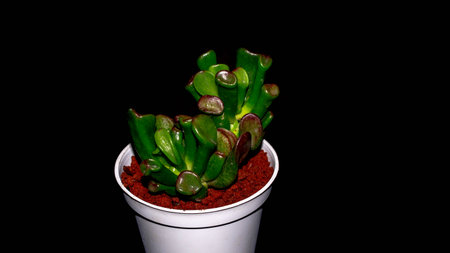 Isolated Crassula gollum on dark background. Potted Crassula gollum jade in detailの写真素材