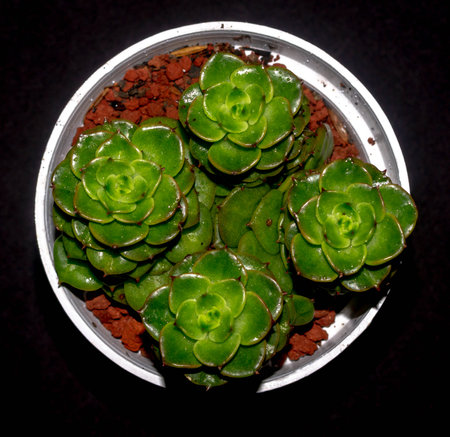 Isolated Crassula plant on black background. Clump of succulent plant with lush green foliagesの写真素材