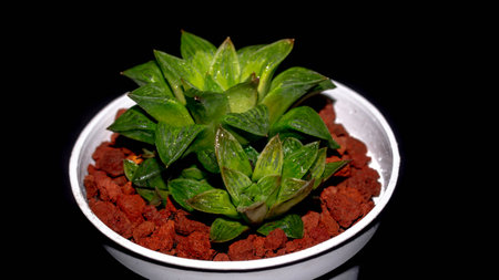 Isolated green Haworthia plant on dark background. Potted Haworthia in detailの写真素材