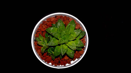 Isolated green Haworthia plant on dark background. Potted Haworthia in detailの写真素材