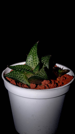 Isolated Haworthia on dark background. Potted Haworthia with beautiful patternの写真素材