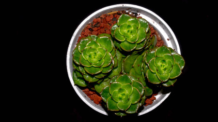 Isolated Crassula plant on black background. Clump of succulent plant with lush green foliagesの写真素材