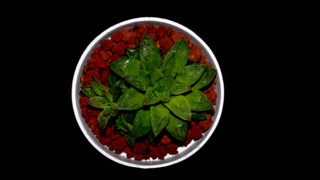 Isolated green Haworthia plant on dark background. Potted Haworthia in detailの写真素材