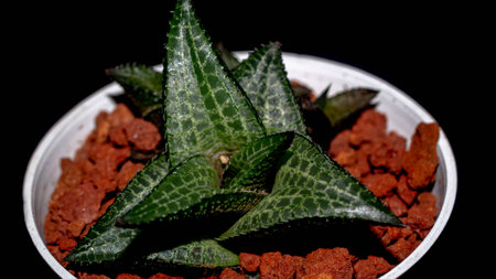 Isolated Haworthia on dark background. Potted Haworthia with beautiful patternの写真素材