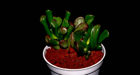 Isolated Crassula gollum on dark background. Potted Crassula gollum jade in detailの写真素材