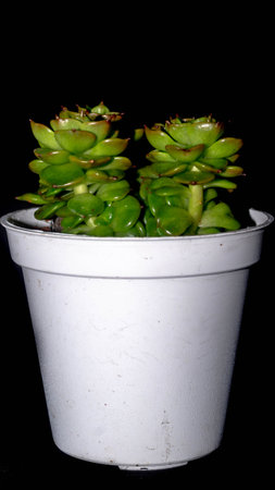 Isolated Crassula plant on black background. Clump of succulent plant with lush green foliagesの写真素材