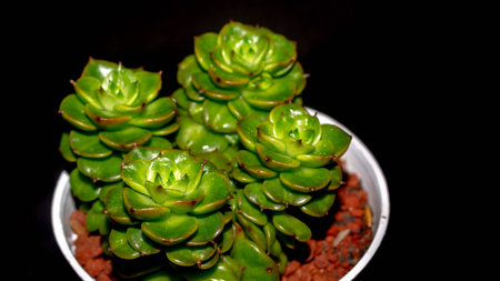 Isolated Crassula plant on black background. Clump of succulent plant with lush green foliagesの写真素材