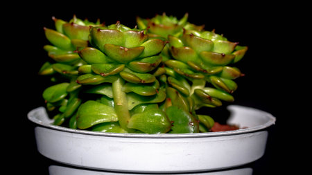 Isolated Crassula plant on black background. Clump of succulent plant with lush green foliagesの写真素材