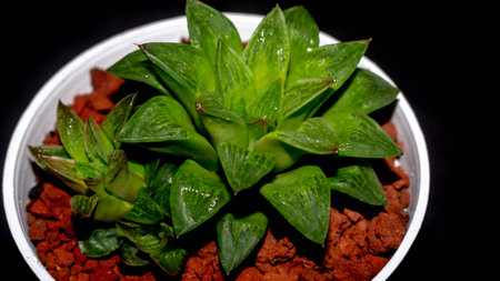 Isolated green Haworthia plant on dark background. Potted Haworthia in detailの写真素材