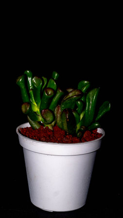 Isolated Crassula gollum on dark background. Potted Crassula gollum jade in detailの写真素材
