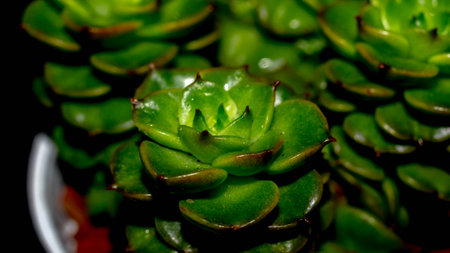 Isolated Crassula plant on black background. Clump of succulent plant with lush green foliagesの写真素材