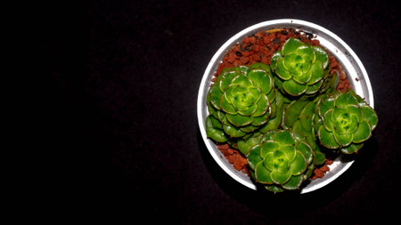 Isolated Crassula plant on black background. Clump of succulent plant with lush green foliagesの写真素材