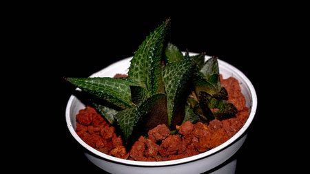 Isolated Haworthia on dark background. Potted Haworthia with beautiful patternの写真素材