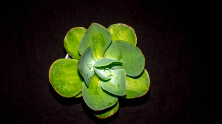 Isolated green succulent with wide leaves on black background. Potted Kalanchoe with lush green leavesの写真素材
