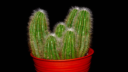 Isolated Notocactus magnificus / Parodia magnifica on dark background.の写真素材