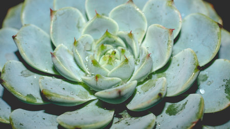 Isolated Echeveria minima blue on dark background. Detail of succulent plantの写真素材