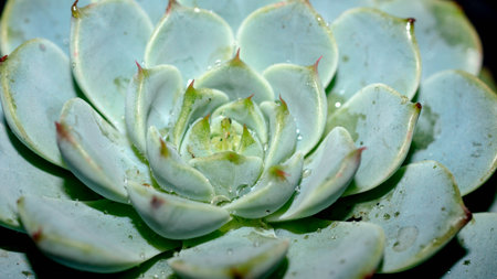 Isolated Echeveria minima blue on dark background. Detail of succulent plantの写真素材