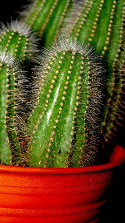 Isolated Notocactus magnificus / Parodia magnifica on dark background.の写真素材