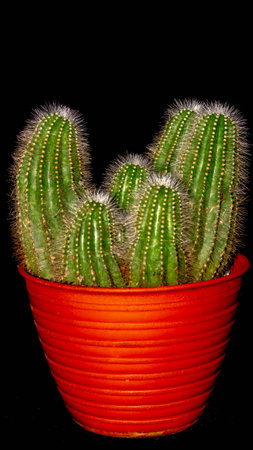 Isolated Notocactus magnificus / Parodia magnifica on dark background.の写真素材