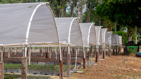 Tunnel greenhouse to propagate timber tree seedlings belong to plantation company at Kutai Timur, Kalimantan Timurの写真素材