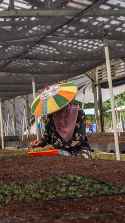 Female worker using  colorful Dayak traditional hat (Seraung) transplanting eucalyptus seedlings in the nurseryの写真素材