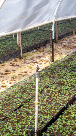 Automatic watering system used in nursery facility belong to plantation companyの写真素材