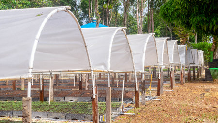 Tunnel greenhouse to propagate timber tree seedlings belong to plantation company at Kutai Timur, Kalimantan Timurの写真素材