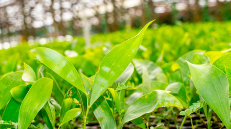 Closeup of Acacia seedlings in the nursery facilityの写真素材