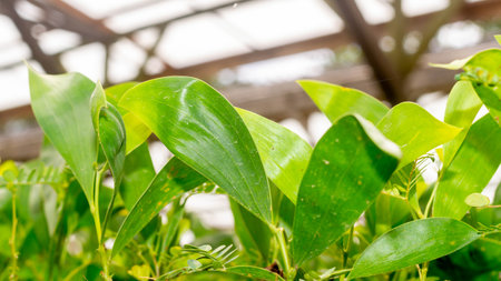 Closeup of Acacia seedlings in the nursery facilityの写真素材
