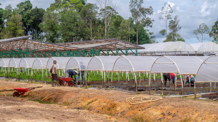 Workers working at the timber tree seedlings nursery, Kutai Timur, Indonesiaの写真素材