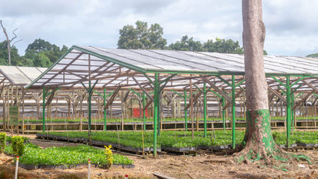 Nursery facility of plantation company to propagate timber tree seedlings, Kutai Timur, Kalimantan Timurの写真素材