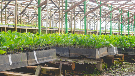 Closeup of Acacia seedlings in the nursery facilityの写真素材