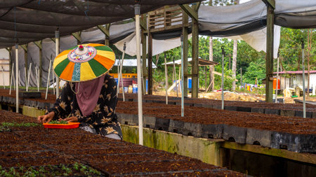 Female worker using  colorful Dayak traditional hat (Seraung) transplanting eucalyptus seedlings in the nurseryの写真素材