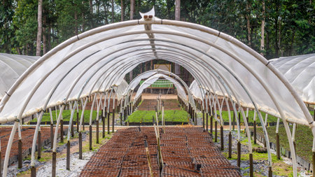 Nursery facility of plantation company to propagate timber tree seedlings, Kutai Timur, Kalimantan Timurの写真素材