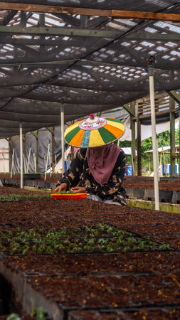 Female worker using  colorful Dayak traditional hat (Seraung) transplanting eucalyptus seedlings in the nurseryの写真素材