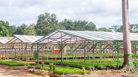 Nursery facility of plantation company to propagate timber tree seedlings, Kutai Timur, Kalimantan Timurの写真素材