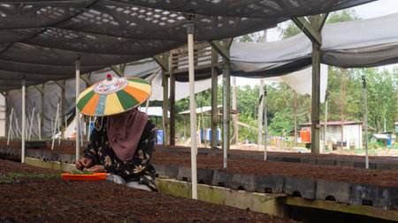 Female worker using  colorful Dayak traditional hat (Seraung) transplanting eucalyptus seedlings in the nurseryの写真素材