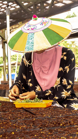 Female worker using  colorful Dayak traditional hat (Seraung) transplanting eucalyptus seedlings in the nurseryの写真素材