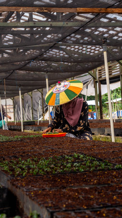 Female worker using  colorful Dayak traditional hat (Seraung) transplanting eucalyptus seedlings in the nurseryの写真素材