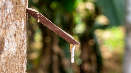 Rubber tree tapping. Closeup of sticky, milky and white colloid latex drawn off by making incisions in the bark.の写真素材