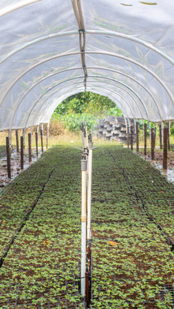 Nursery facility of plantation company to propagate timber tree seedlings, Kutai Timur, Kalimantan Timurの写真素材