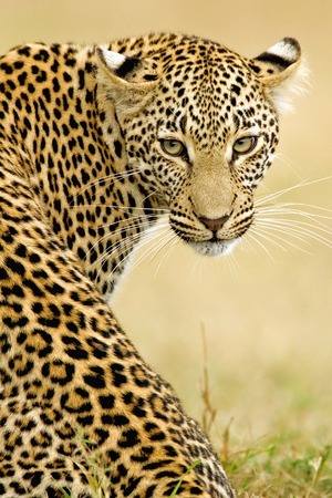 leopard looking back